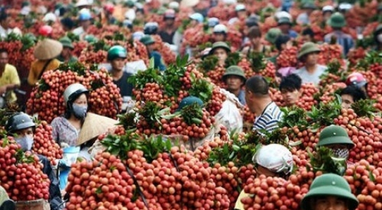 Vải thiều Bắc Giang ồ ạt xuất sang Mỹ, Úc, Anh