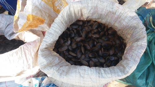 Ngư dân "bỏ biển", đổ xô lặn chíp chíp bán sang TQ