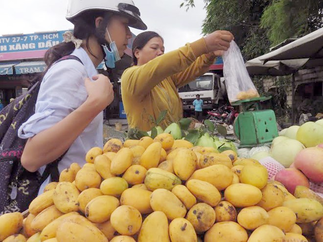 Mỗi ngày TP.HCM nhập cả trăm tấn xoài tí hon Trung Quốc