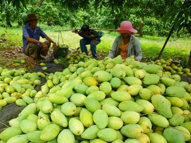 Hàng ngàn tấn xoài Việt Nam sẽ xuất sang Mỹ