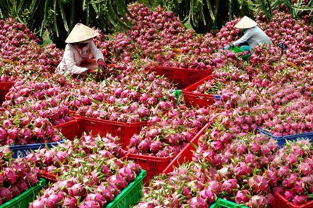 Xử phạt nhiều thương lái Trung Quốc thua mua thanh long trái phép
