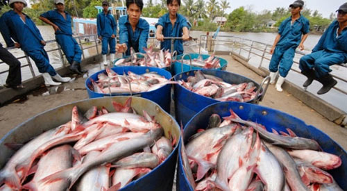 Thương lái TQ gian manh, người dân nuôi cá tra điêu đứng