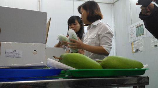 Xuất lô xoài tươi đầu tiên sang Úc