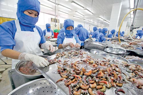 Cả năm xuất khẩu tôm dự kiến đạt 3,1 tỷ USD