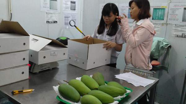 Bán rau, bán cá lợi hơn bán dầu!