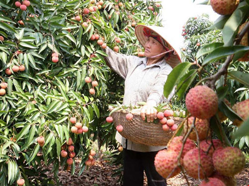 Chọn vú sữa, vải… xuất sang Mỹ là sai lầm?